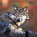 Волк санитар леса проект - 85 фото
